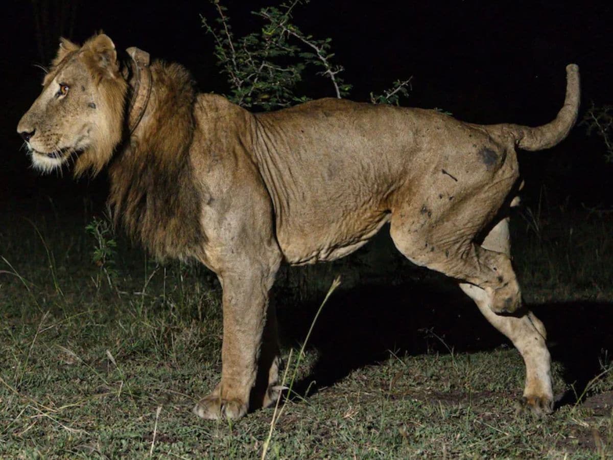 Lion Love Story, Love Story, Romantic Story, Ecology and Evolution Magazine, Lion, Lion with amputed leg, female affection, female partner, African Lion, Lion Jacob, Lion Tibu, Queen Elizabeth National Park, OMG Story, Ajab Gajab,